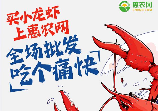惠農(nóng)網(wǎng)：小龍蝦線上銷售火爆 價(jià)格跳水交易高峰來臨